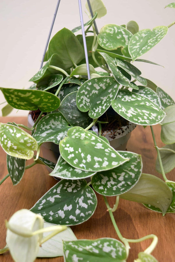 Scindapsus pictus 'Argyraeus'