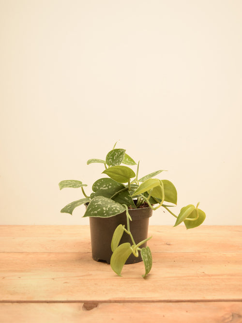 Scindapsus pictus 'Argyraeus'