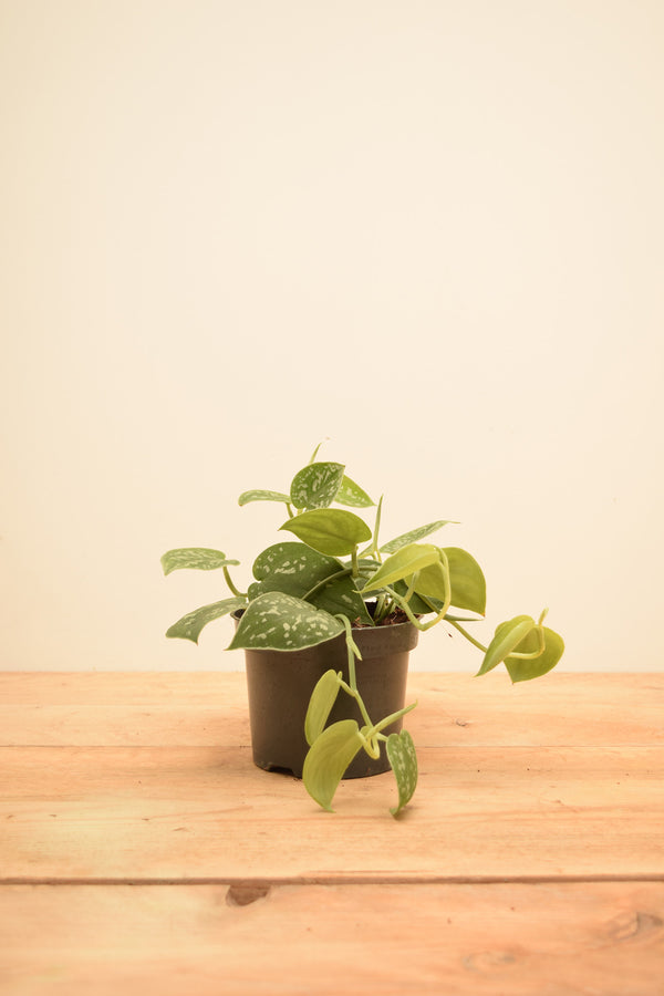 Scindapsus pictus 'Argyraeus'