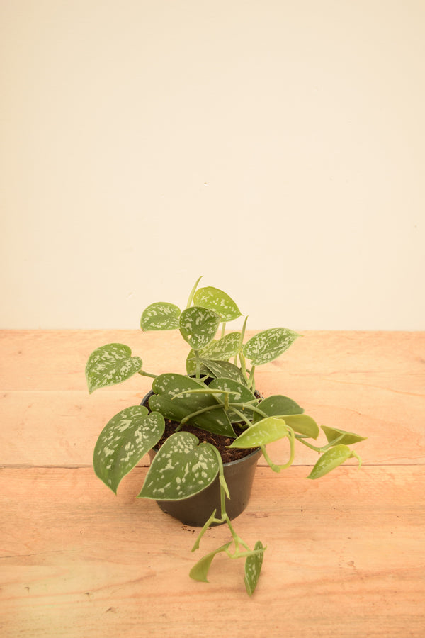 Scindapsus pictus 'Argyraeus'