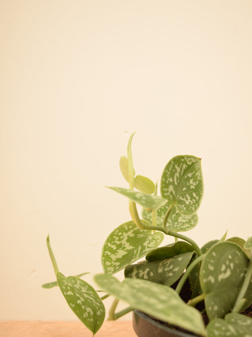 Scindapsus pictus 'Argyraeus'