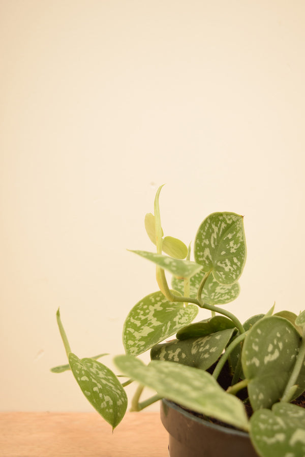 Scindapsus pictus 'Argyraeus'