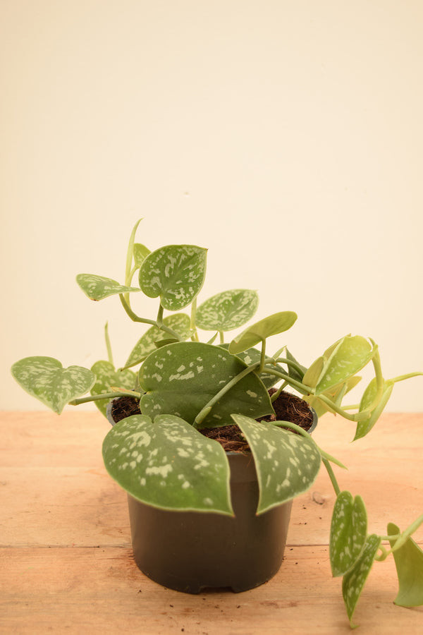 Scindapsus pictus 'Argyraeus'