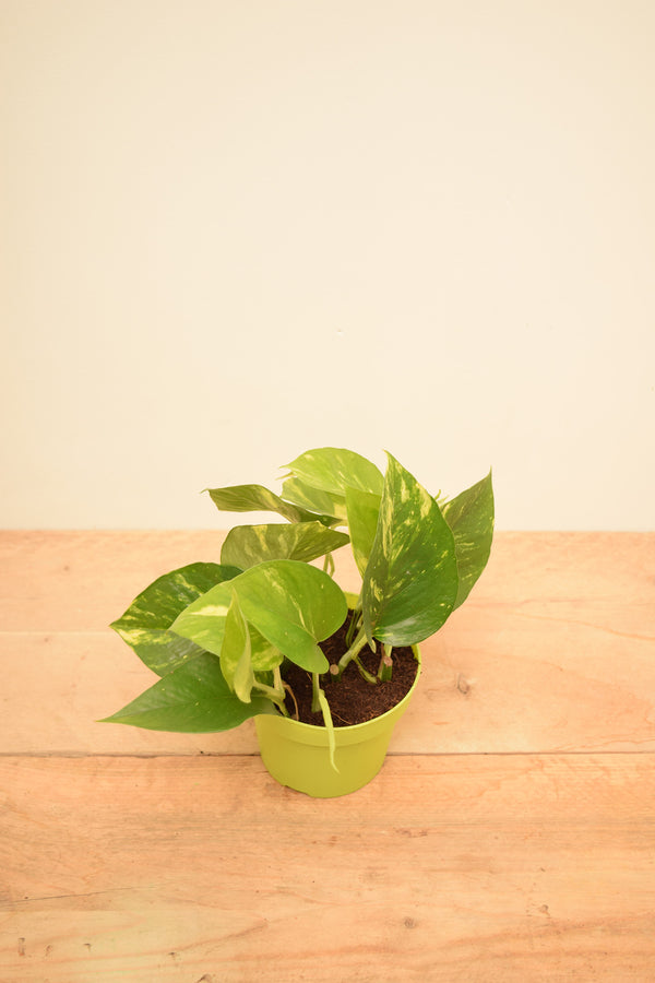 Epipremnum aureum