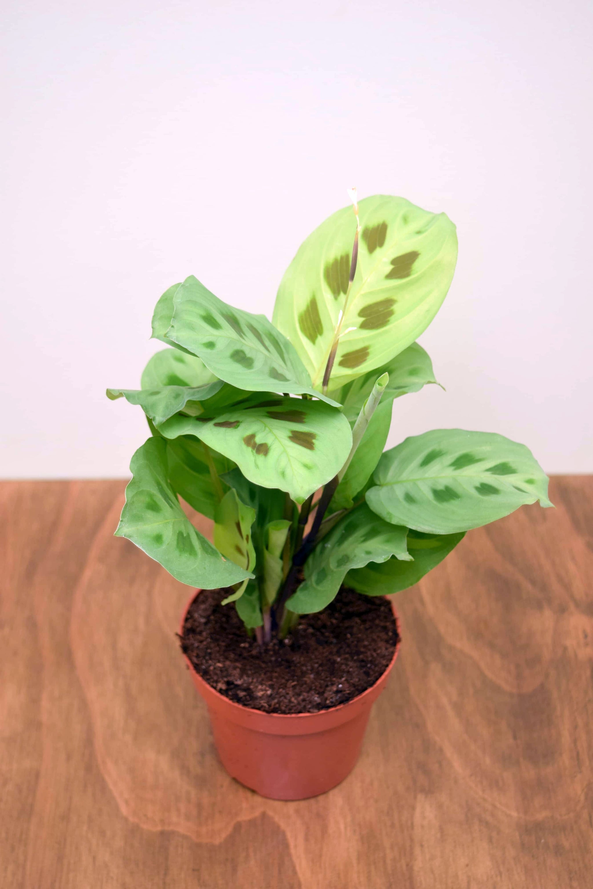 prayer plant maranta leuconeura kerchoveana Maranta leuconeura kerchoveana