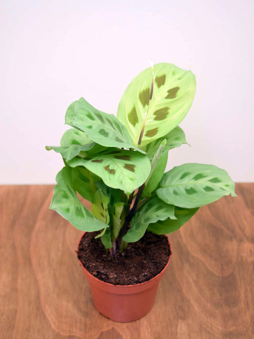 Maranta leuconeura kerchoveana