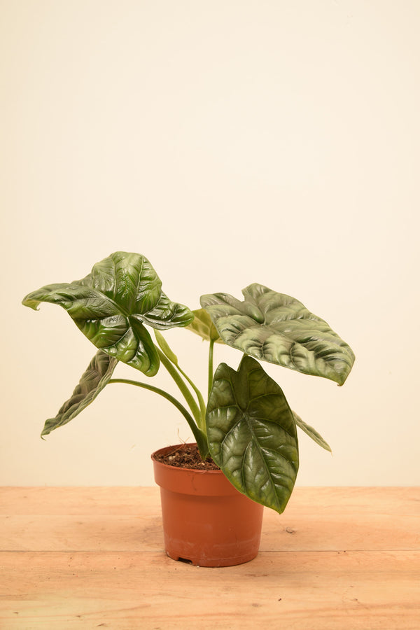 Alocasia baginda 'Dragon Scale'