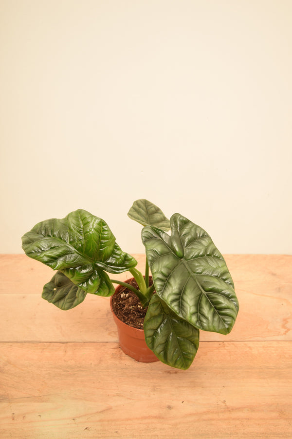 Alocasia baginda 'Dragon Scale'
