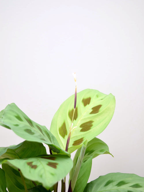 Maranta leuconeura kerchoveana