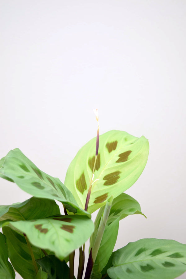 Maranta leuconeura kerchoveana