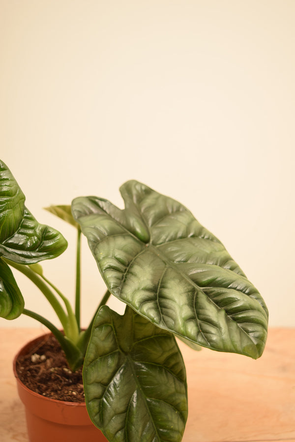 Alocasia baginda 'Dragon Scale'