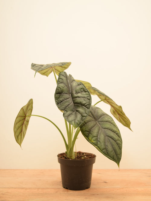 Alocasia baginda 'Dragon Scale'