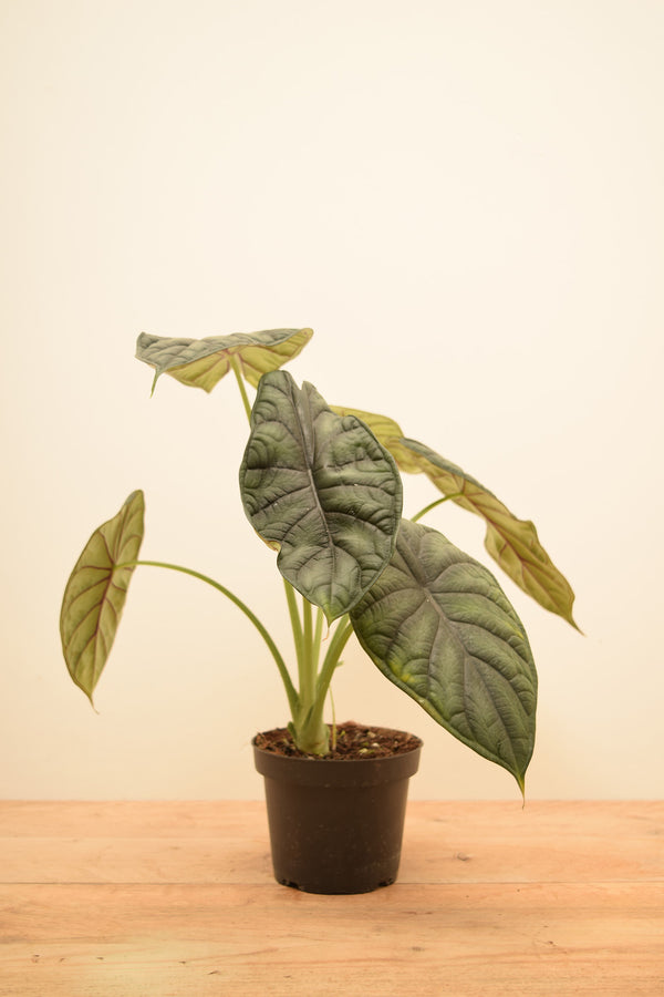 Alocasia baginda 'Dragon Scale'