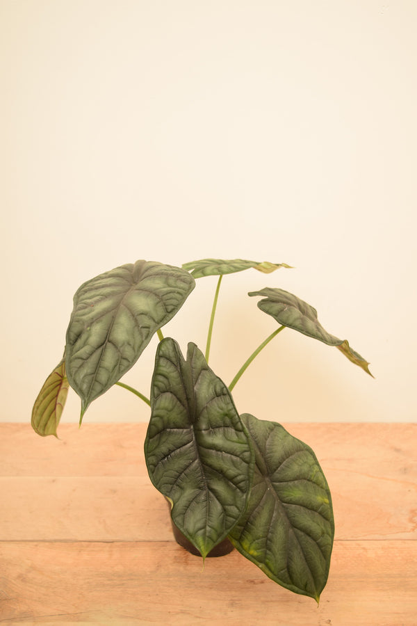 Alocasia baginda 'Dragon Scale'