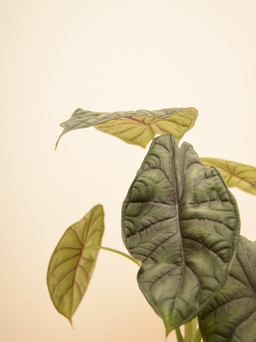 Alocasia baginda 'Dragon Scale'