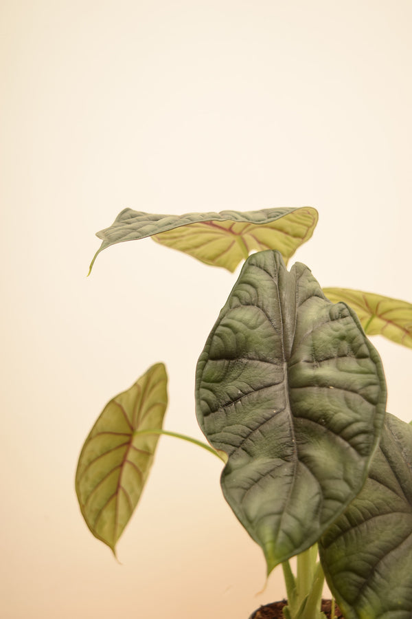 Alocasia baginda 'Dragon Scale'