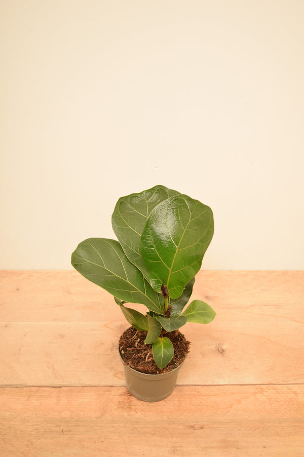 Ficus lyrata