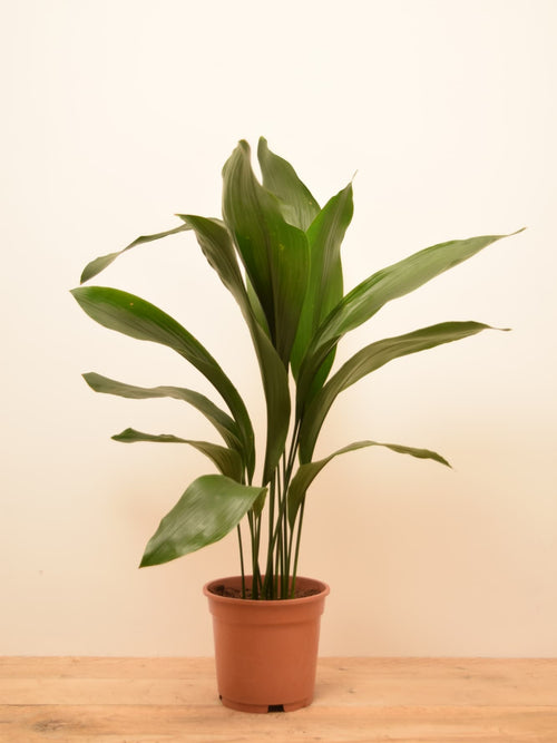 Aspidistra elatior
