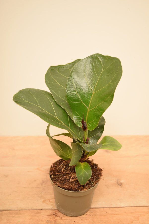 Ficus lyrata