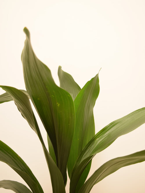 Aspidistra elatior