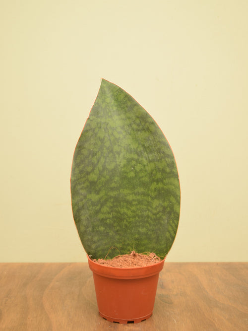 Sansevieria masoniana