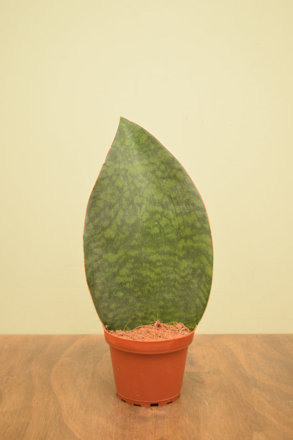 Sansevieria masoniana