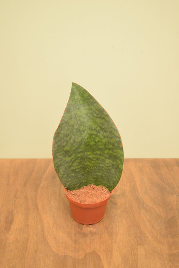 Sansevieria masoniana