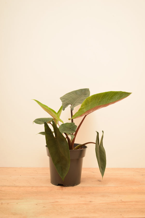Alocasia scalprum