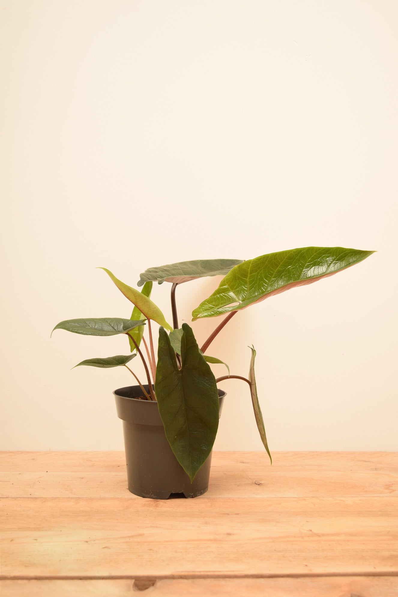 Alocasia scalprum
