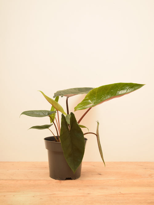 Alocasia scalprum