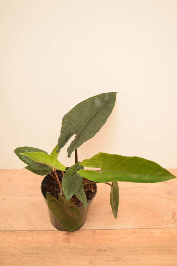 Alocasia scalprum