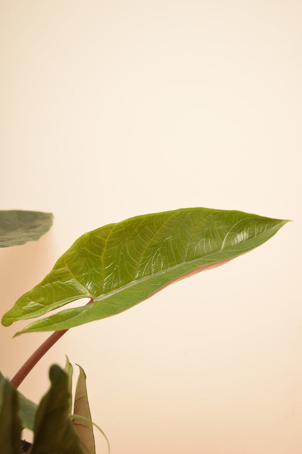 Alocasia scalprum
