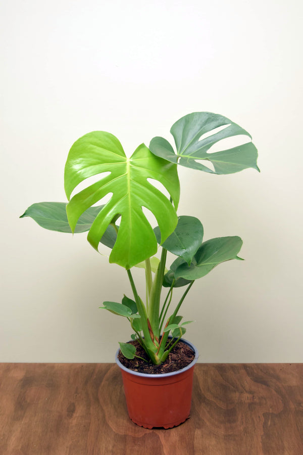 Monstera deliciosa