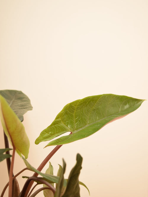 Alocasia scalprum