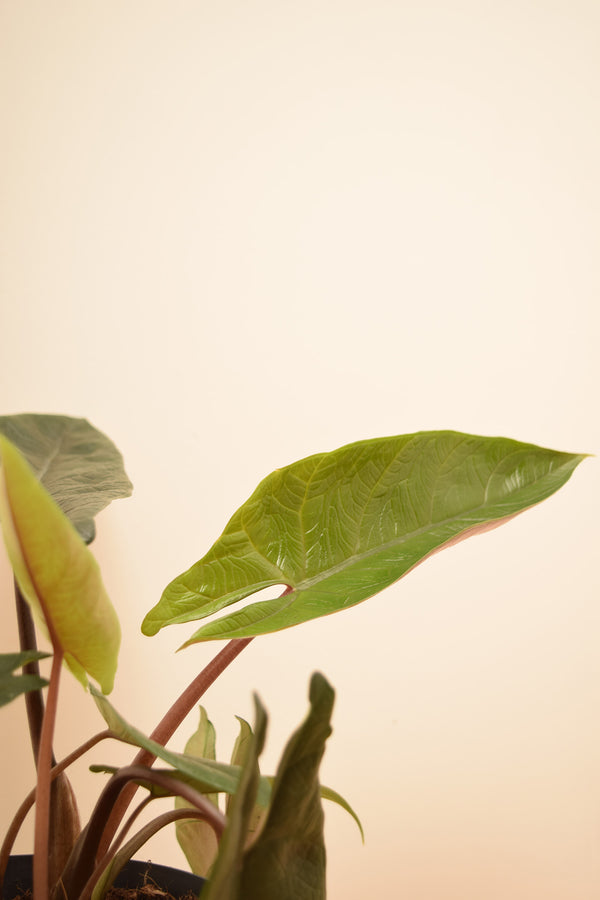 Alocasia scalprum