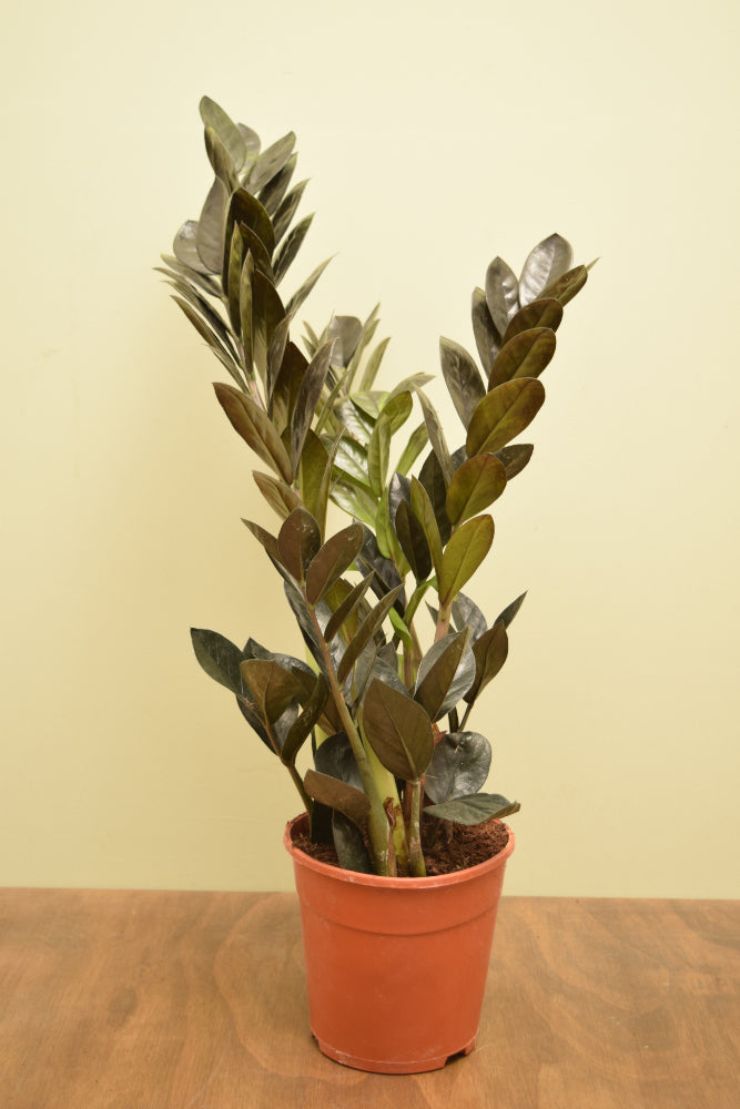 raven zz plant uk Zamioculcas zamiifolia 'Raven'