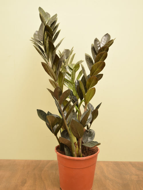 Zamioculcas zamiifolia 'Raven'