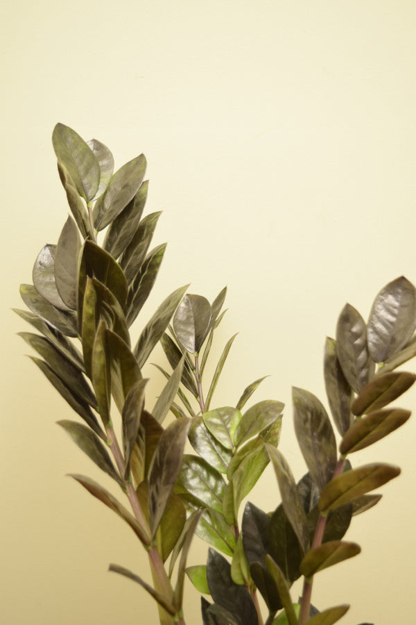 Zamioculcas zamiifolia 'Raven'