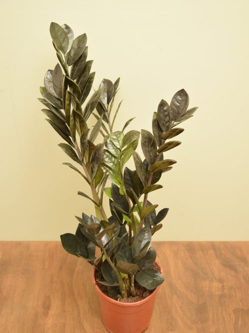 Zamioculcas zamiifolia 'Raven'