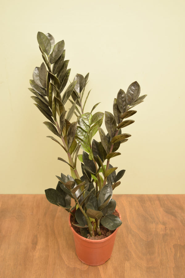 Zamioculcas zamiifolia 'Raven'