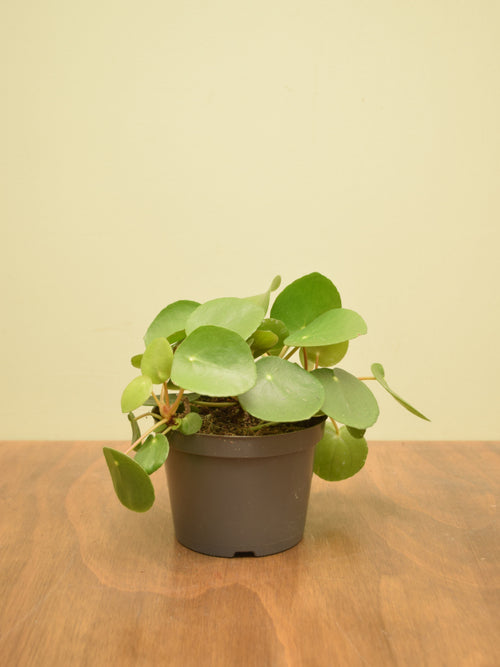 Pilea peperomioides