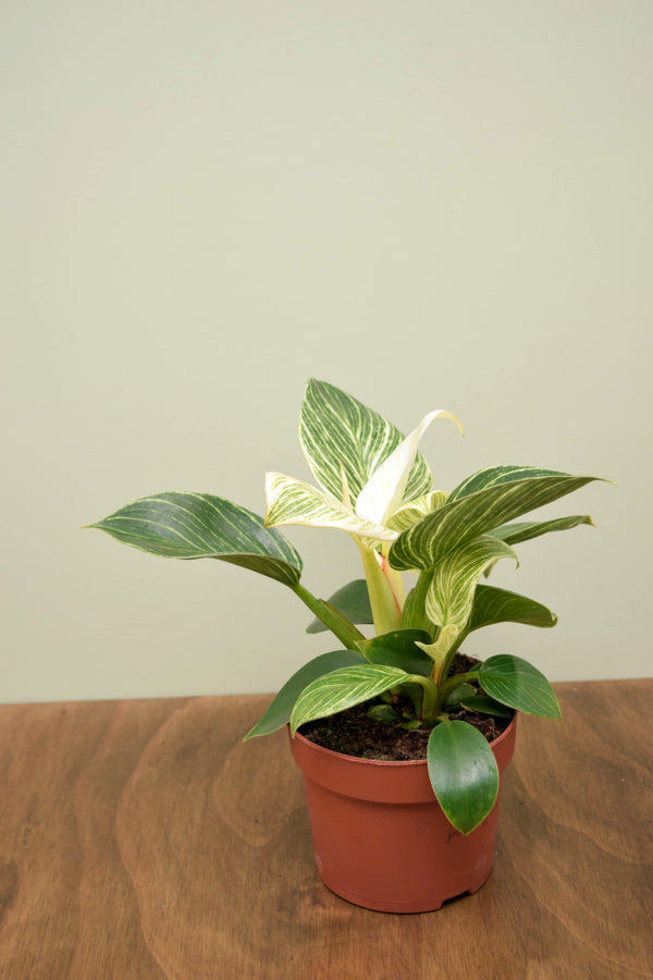 Philodendron 'Birkin'