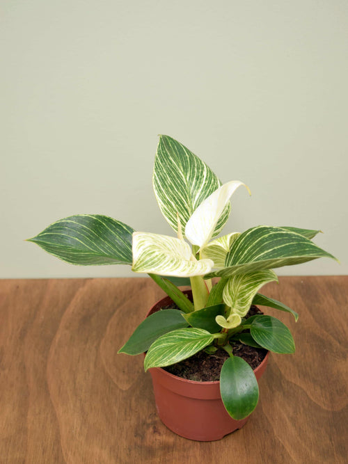 Philodendron 'Birkin'