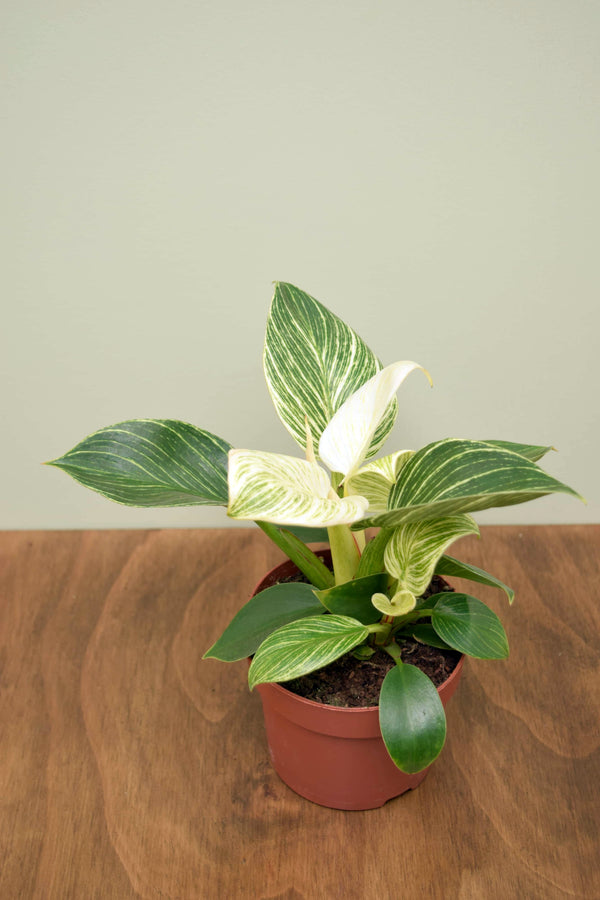 Philodendron 'Birkin'