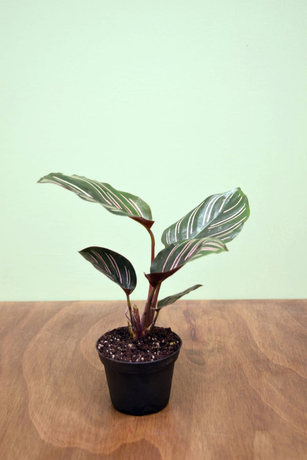 Goeppertia ornata 'Sanderiana'