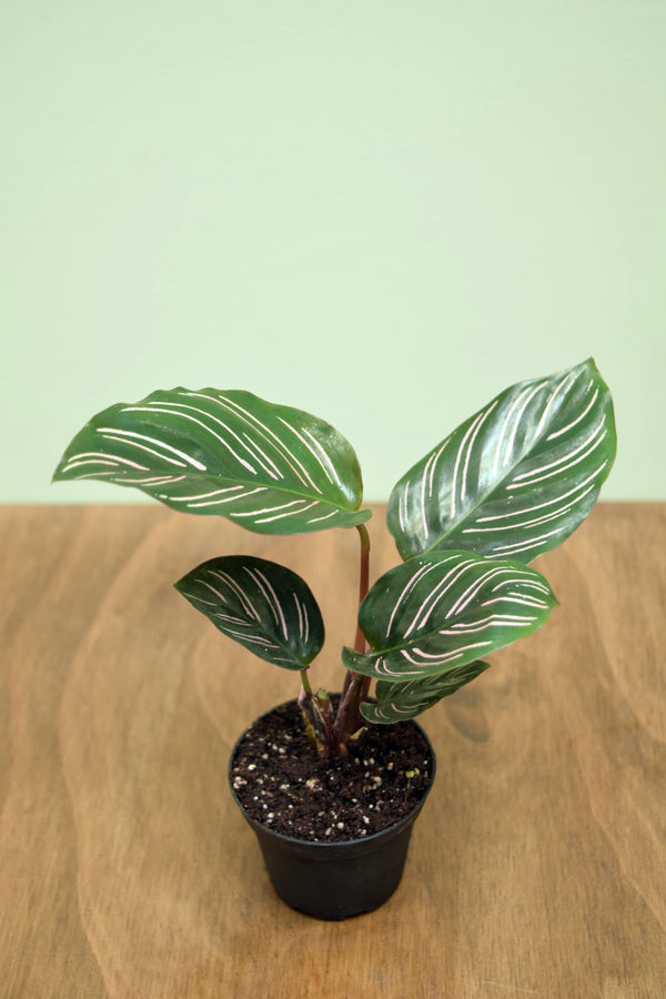 Goeppertia ornata 'Sanderiana'