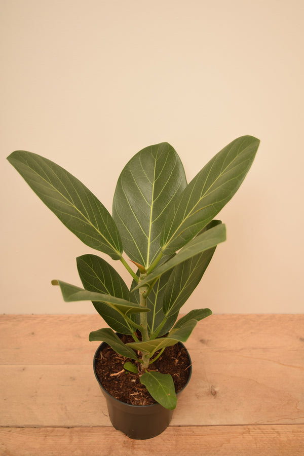 Ficus benghalensis 'Audrey'