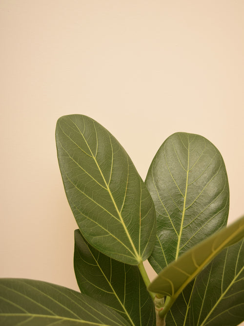 Ficus benghalensis 'Audrey'