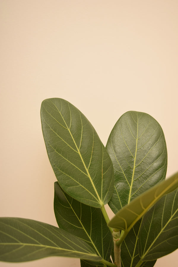 Ficus benghalensis 'Audrey'