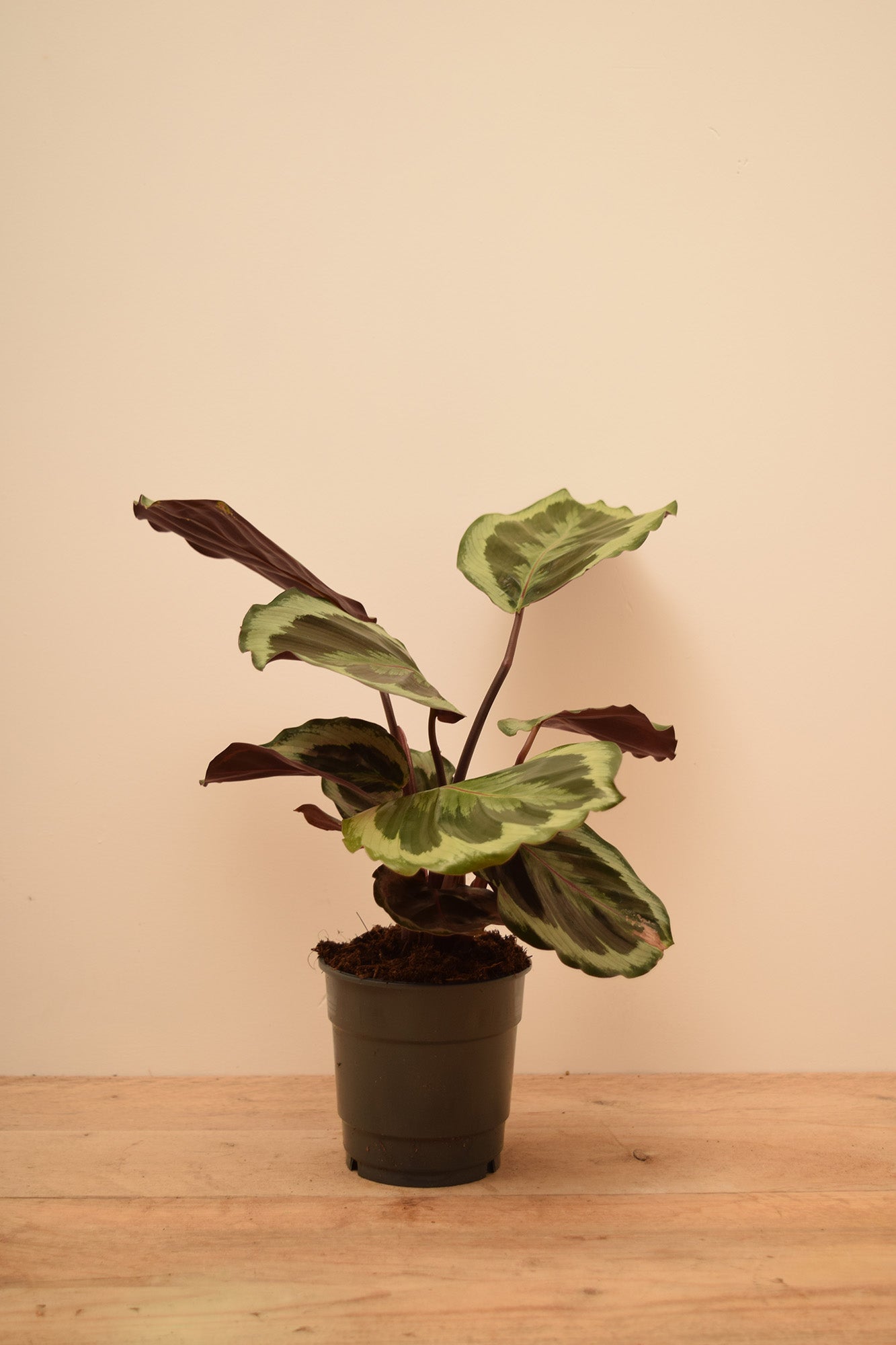 Goeppertia roseopicta 'Medallion'